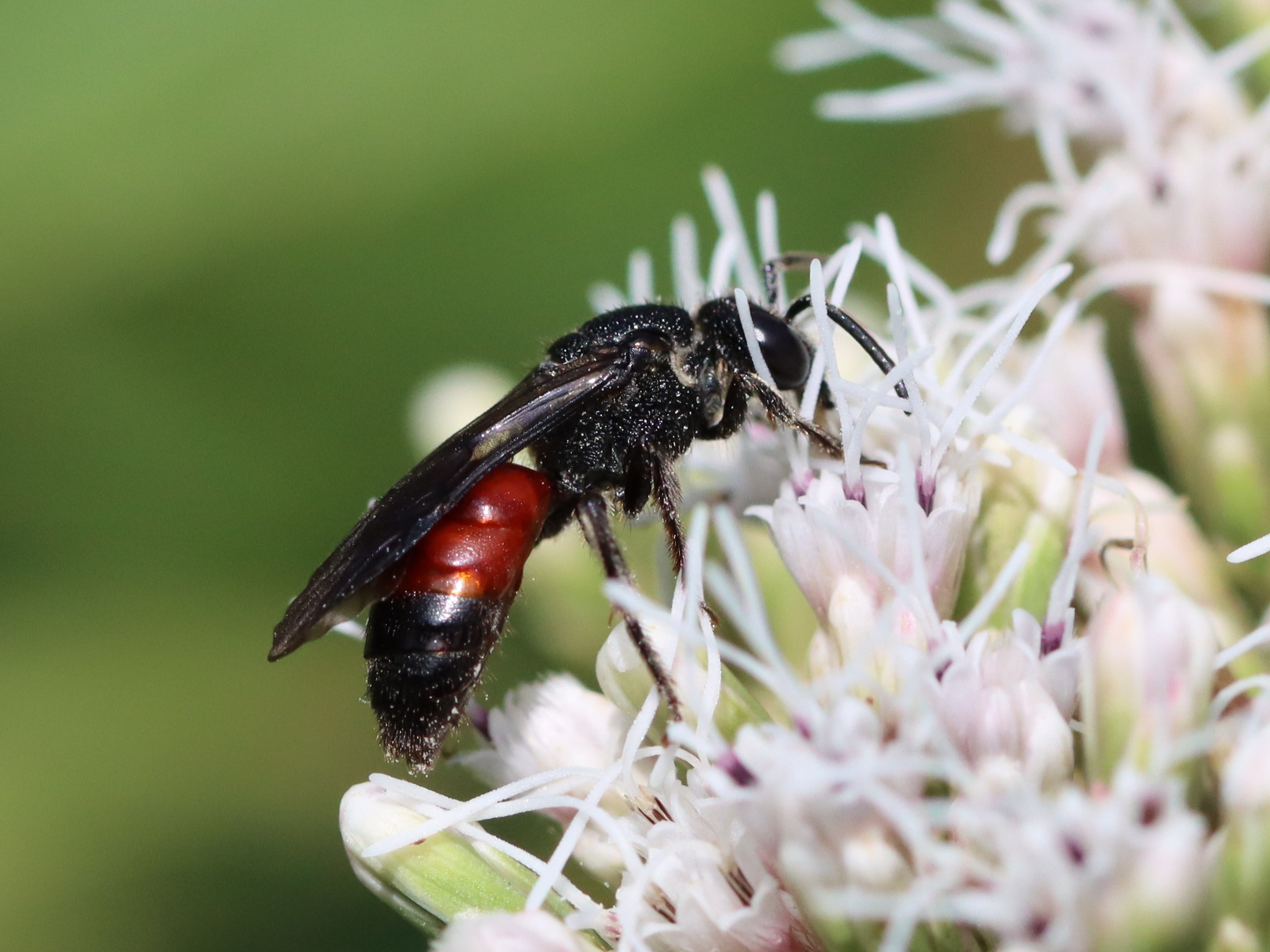 ミズホヤドリコハナバチ